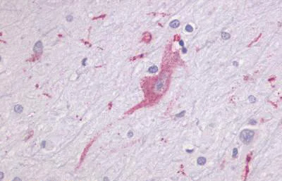 Immunohistochemistry (Formalin/PFA-fixed paraffin-embedded sections) - Anti-LPHN1 antibody - N-terminal (AB140825)
