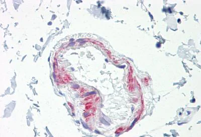 Immunohistochemistry (Formalin/PFA-fixed paraffin-embedded sections) - Anti-LPHN2 antibody (AB139498)