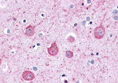 Immunohistochemistry (Formalin/PFA-fixed paraffin-embedded sections) - Anti-LPHN2 antibody - C-terminal (AB140830)