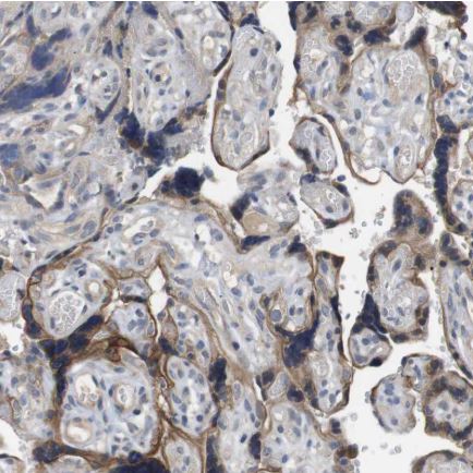Immunohistochemistry (Formalin/PFA-fixed paraffin-embedded sections) - Anti-LPHN3 antibody (AB150794), expandable thumbnail