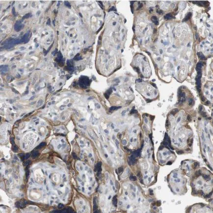 Immunohistochemistry (Formalin/PFA-fixed paraffin-embedded sections) - Anti-LPHN3 antibody (AB150794)