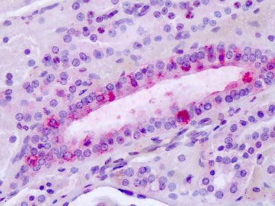 Immunohistochemistry (Formalin/PFA-fixed paraffin-embedded sections) - Anti-LPHN3 antibody - C-terminal (AB140843)
