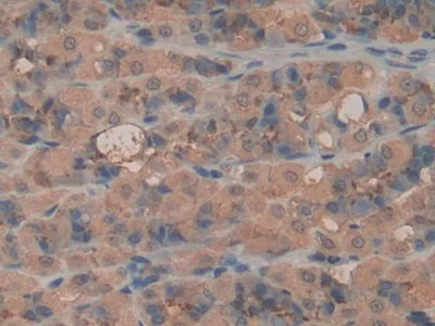 Immunohistochemistry (Formalin/PFA-fixed paraffin-embedded sections) - Anti-LPO antibody (AB231026)