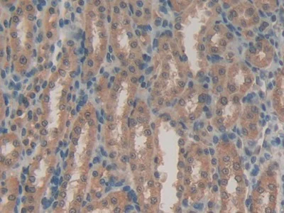 Immunohistochemistry (Formalin/PFA-fixed paraffin-embedded sections) - Anti-LPO antibody (AB231026)