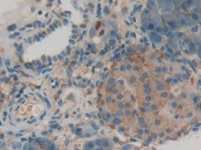 Immunohistochemistry (Formalin/PFA-fixed paraffin-embedded sections) - Anti-LPO antibody (AB231026)