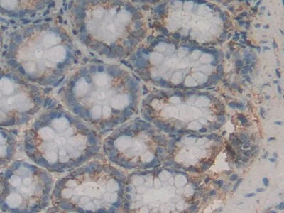 Immunohistochemistry (Formalin/PFA-fixed paraffin-embedded sections) - Anti-LPO antibody (AB231026)