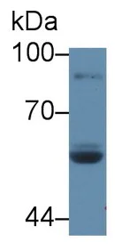 Western blot - Anti-LPO antibody (AB231026)