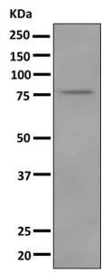 Western blot - Anti-LPO antibody [EPR9226(B)] (AB166615)