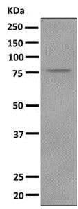 Western blot - Anti-LPO antibody [EPR9226(B)] - BSA and Azide free (AB249354)