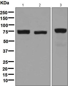 Western blot - Anti-LPP antibody [EPR6478] - BSA and Azide free (AB248124), expandable thumbnail
