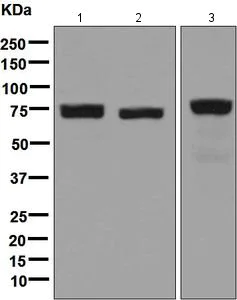 Western blot - Anti-LPP antibody [EPR6478] - BSA and Azide free (AB248124)