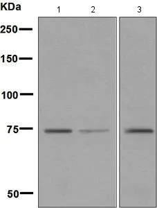 Western blot - Anti-LPP antibody [EPR6479(2)] - BSA and Azide free (AB248596)