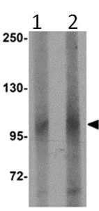 Western blot - Anti-LRFN1 antibody (AB106365)