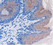 Immunohistochemistry (Formalin/PFA-fixed paraffin-embedded sections) - Anti-LRG1/LRG antibody (AB231188), expandable thumbnail