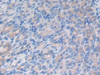 Immunohistochemistry (Formalin/PFA-fixed paraffin-embedded sections) - Anti-LRG1/LRG antibody (AB231188)