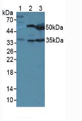 Western blot - Anti-LRG1/LRG antibody (AB231188), expandable thumbnail