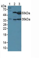 Western blot - Anti-LRG1/LRG antibody (AB231188)