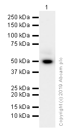 Western blot - Anti-LRG1/LRG antibody [EPR12362] (AB178698), expandable thumbnail