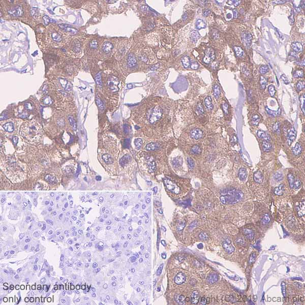 Immunohistochemistry (Formalin/PFA-fixed paraffin-embedded sections) - Anti-LRG1/LRG antibody [EPR12362] - BSA and Azide free (AB240209)