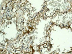 Immunohistochemistry (Formalin/PFA-fixed paraffin-embedded sections) - Anti-LRG1/LRG antibody [EPR12362] - BSA and Azide free (AB240209)