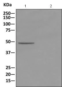 Immunoprecipitation - Anti-LRG1/LRG antibody [EPR12363] - BSA and Azide free (AB232056)
