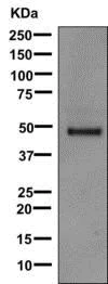 Western blot - Anti-LRG1/LRG antibody [EPR12363] - BSA and Azide free (AB232056)