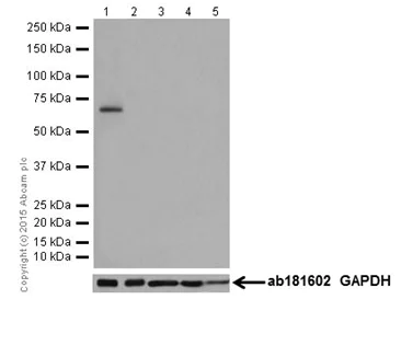 Western blot - Anti-LRMP antibody [EPR17852] (AB202418)