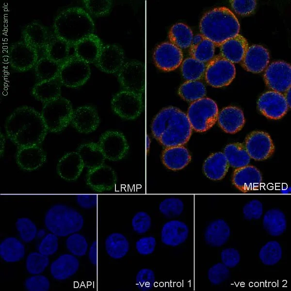 Immunocytochemistry/ Immunofluorescence - Anti-LRMP antibody [EPR17852] - BSA and Azide free (AB251368)