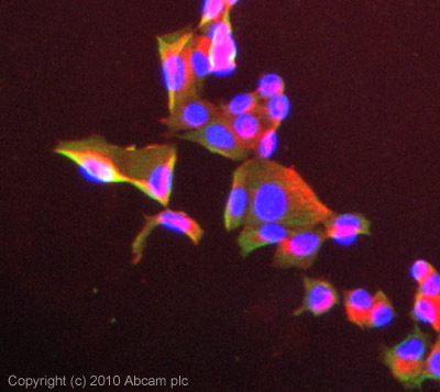 Immunocytochemistry/ Immunofluorescence - Anti-LRP1 antibody [8G1] (AB20384), expandable thumbnail