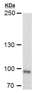 Western blot - Anti-LRP1 antibody - C-terminal (AB227734)
