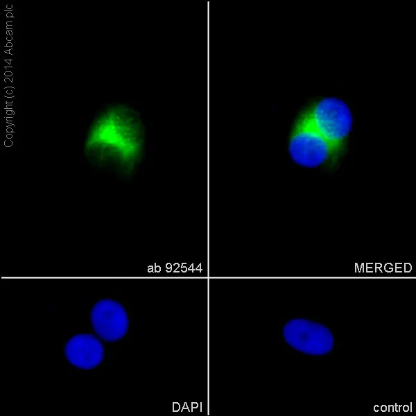 Immunocytochemistry/ Immunofluorescence - Anti-LRP1 antibody [EPR3724] (AB92544)