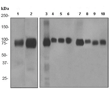 Western blot - Anti-LRP1 antibody [EPR3724] (AB92544)