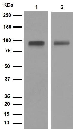 Western blot - Anti-LRP1 antibody [EPR3724] (AB92544)