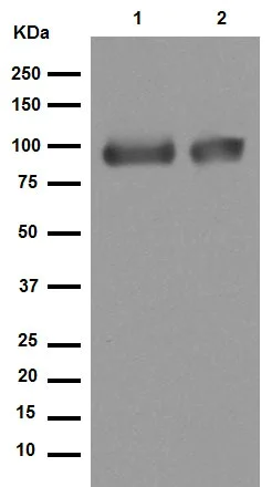 Western blot - Anti-LRP1 antibody [EPR3724] (AB92544)