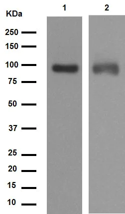 Western blot - Anti-LRP1 antibody [EPR3724] (AB92544)