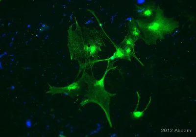 Immunocytochemistry/ Immunofluorescence - Anti-LRP1 antibody [EPR3724] - BSA and Azide free (AB215997)