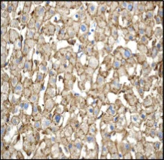Immunohistochemistry (Formalin/PFA-fixed paraffin-embedded sections) - Anti-LRP1 antibody [EPR3724] - BSA and Azide free (AB215997)