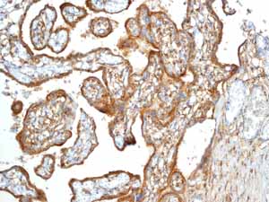 Immunohistochemistry (Formalin/PFA-fixed paraffin-embedded sections) - Anti-LRP1 antibody [EPR3724] - BSA and Azide free (AB215997)