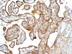 Immunohistochemistry (Formalin/PFA-fixed paraffin-embedded sections) - Anti-LRP1 antibody [EPR3724] - BSA and Azide free (AB215997)