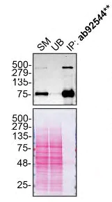 Immunoprecipitation - Anti-LRP1 antibody [EPR3724] - BSA and Azide free (AB215997)