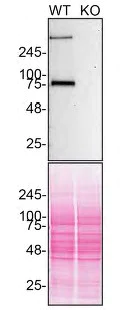 Western blot - Anti-LRP1 antibody [EPR3724] - BSA and Azide free (AB215997)