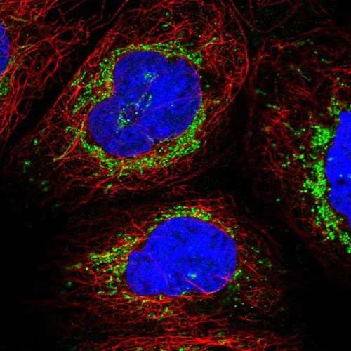 Immunocytochemistry/ Immunofluorescence - Anti-LRP16 antibody (AB122688)