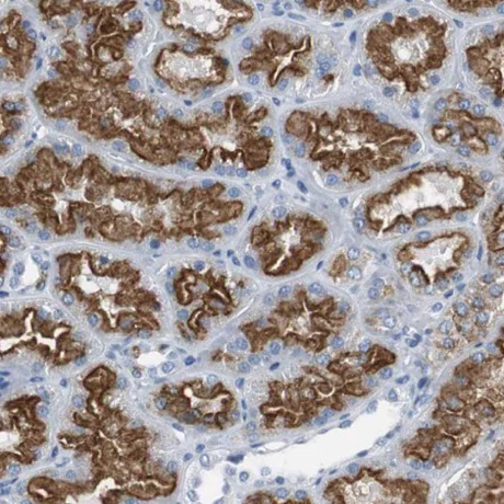 Immunohistochemistry (Formalin/PFA-fixed paraffin-embedded sections) - Anti-Lrp2 / Megalin antibody (AB223754)