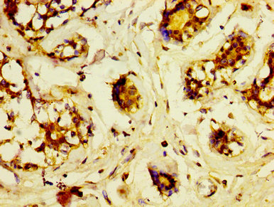 Immunohistochemistry (Formalin/PFA-fixed paraffin-embedded sections) - Anti-Lrp2 / Megalin antibody (AB236244)