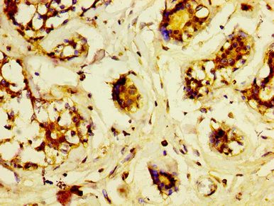 Immunohistochemistry (Formalin/PFA-fixed paraffin-embedded sections) - Anti-Lrp2 / Megalin antibody (AB236244)