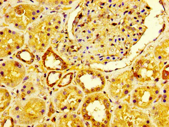 Immunohistochemistry (Formalin/PFA-fixed paraffin-embedded sections) - Anti-Lrp2 / Megalin antibody (AB236244)
