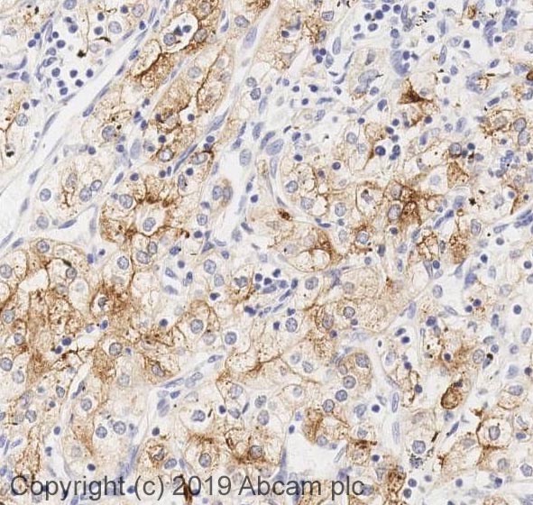 Immunohistochemistry (Formalin/PFA-fixed paraffin-embedded sections) - Anti-Lrp2 / Megalin antibody (AB76969), expandable thumbnail
