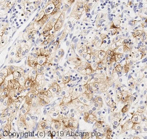 Anti-Lrp2 / megalin antibody, rabbit polyclonal (ab76969) | Abcam