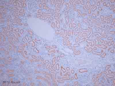Immunohistochemistry (Formalin/PFA-fixed paraffin-embedded sections) - Anti-Lrp2 / Megalin antibody (AB76969), expandable thumbnail
