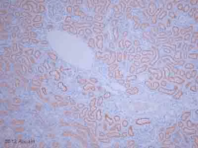 Immunohistochemistry (Formalin/PFA-fixed paraffin-embedded sections) - Anti-Lrp2 / Megalin antibody (AB76969)